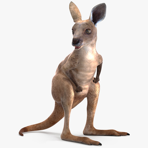 Baby Kangaroo Rigged for Cinema 4D 3D model