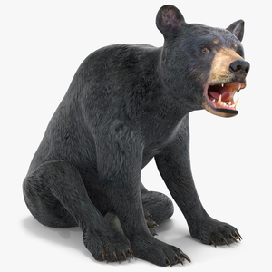 3D Young Black Bear Rigged model