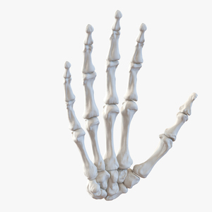 3D Human Hand Bones