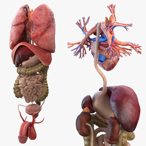 3D model Male Internal Organs