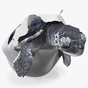 Baby Sea Turtle Hatching 3D model