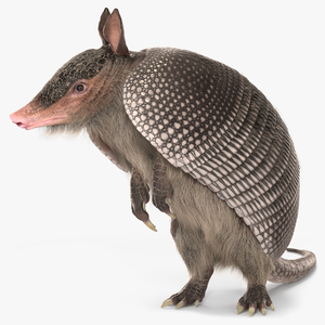 Armadillo in Hind Legs Pose Black Fur 3D