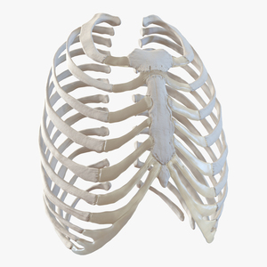 3D Female Ribcage Skeleton model