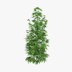 3D model Marijuana Plant