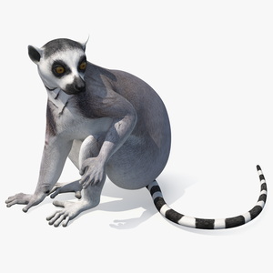 3D Lemur Rigged for Maya