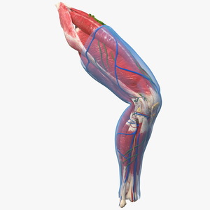 3D Human Knee Joint Anatomy Rigged