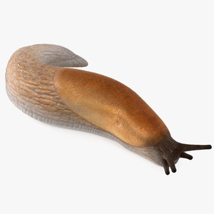 3D Slug Arion Lusitanicus Crawling