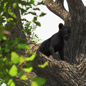 3D Black Panther Cub on Ancient Twisted Tree