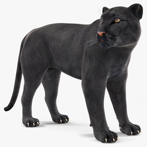 Black Panther Stand Pose 3D model