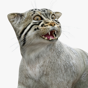 3D Cat Rigged Animated for Cinema 4D model