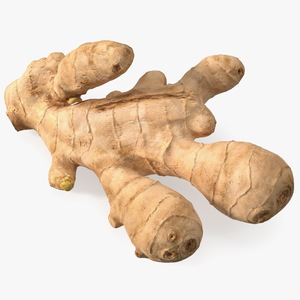 3D model Raw Ginger Root