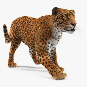 Jaguar Fur Rigged 3D