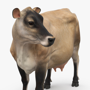 Channel Island Cow Beige 3D model