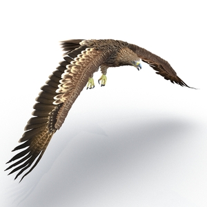 3D Imperial Eagle Pose 4