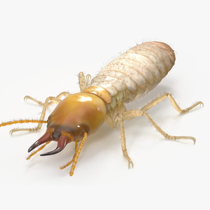 Termite 3D model