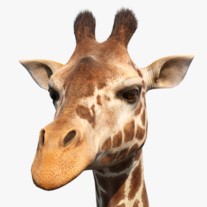 African Giraffe Fur 3D model