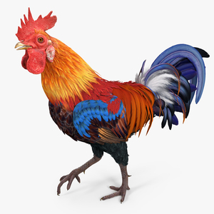 3D model Rooster Walking