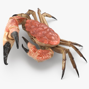 3D model Queen Crab