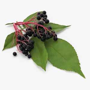 3D model Elderberry Cluster with Leaves