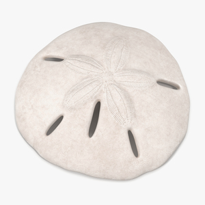 3D Sea Shell Sand Dollar