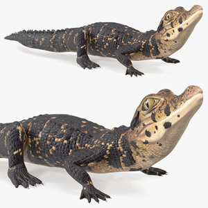 Black Caiman Baby Rigged 3D model