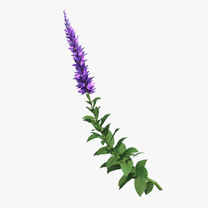 3D Stem of Blooming Meadow Sage model