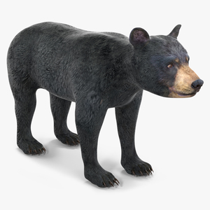 3D Young Black Bear