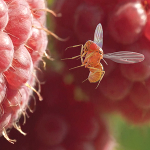 Drosophila Melanogaster In Flight Fur 3D