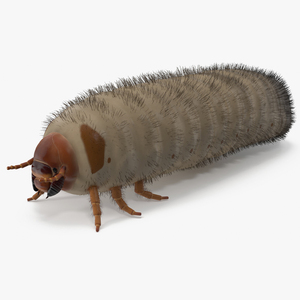 3D Maggot May Bug Fur model