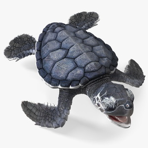 3D Baby Sea Turtle Black Rigged model