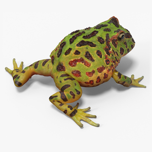 Realistic Horned Toad Rigged for Maya 3D