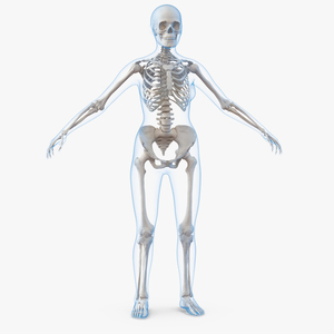 3D model Female Body with Skeleton