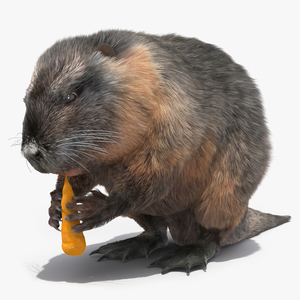 Nutria Eating Carrot Fur 3D model