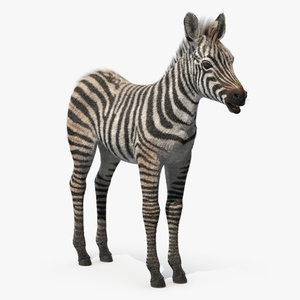 3D model Zebra Adult Foal Fur