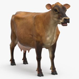 3D model Cattle Cow