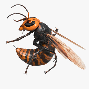 3D Northern Giant Hornet Attack Pose model