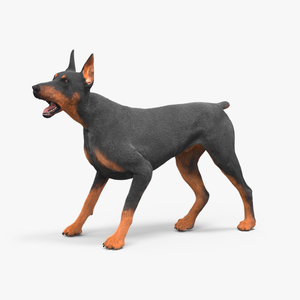 Doberman Pinscher Dog Fur Rigged 3D