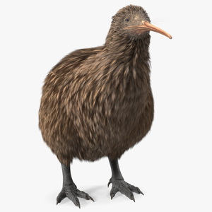 3D Kiwi Bird Rigged