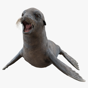 3D model Sea Lion Wet Neutral Pose