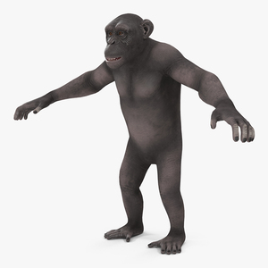 3D model Dark Chimpanzee