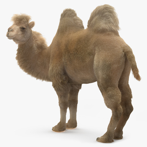 3D Bactrian Camel Light Colored Standing Pose Fur