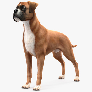 3D Boxer Dog Fur model