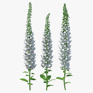 3D model White Foxglove Plants Set