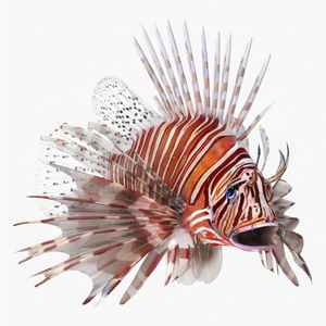 3D model Lionfish Marine Creature Rigged for Maya