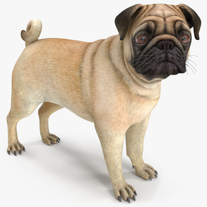 Pug Dog 3D model