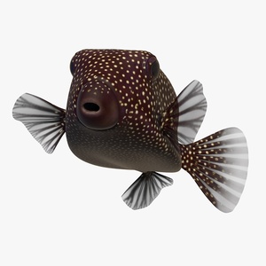 3D Ostracion Meleagris Fish Brown Rigged for Maya