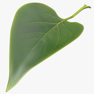 3D model Realistic Green Leaf