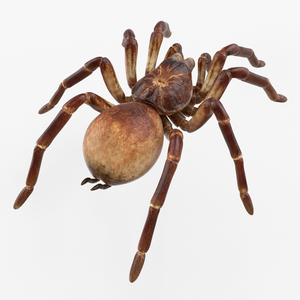 Goliath Birdeater Rigged 3D model