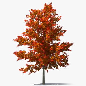 3D model Autumn Oak Tree