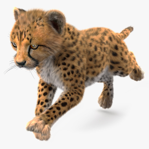 3D Cheetah Cub Running Pose Fur model